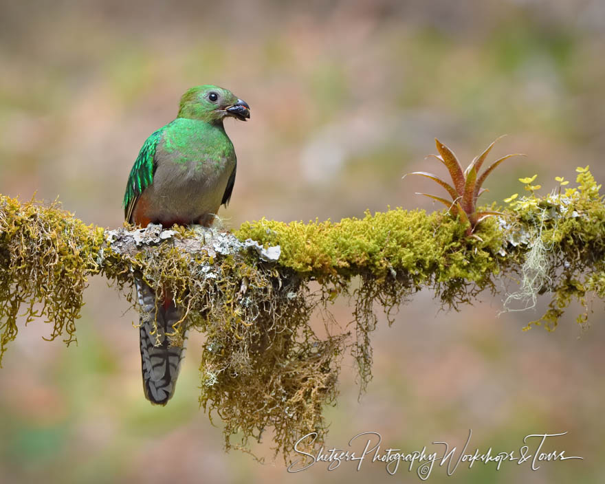 Close Up Photo of Female Resplendent Quetzal 20190422 080959