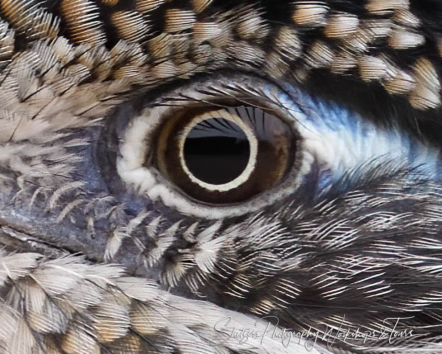 Close Up on Roadrunner Eye