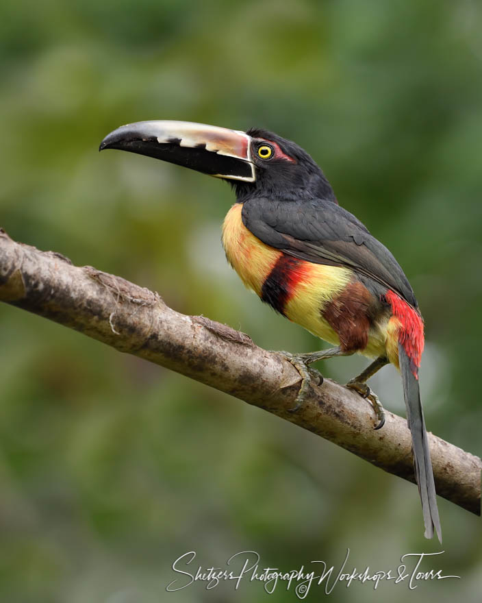 Collared Aracari Photograph 20190419 141221