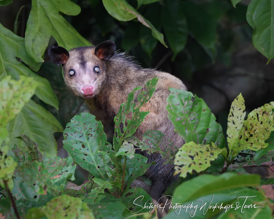 Common Opossum in the High Trees of Tortuguero 20190410 053016