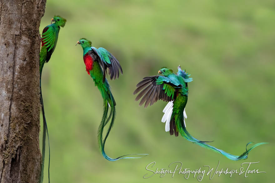 Composite Photo of a Resplendent Quetzal Returning to its Nest