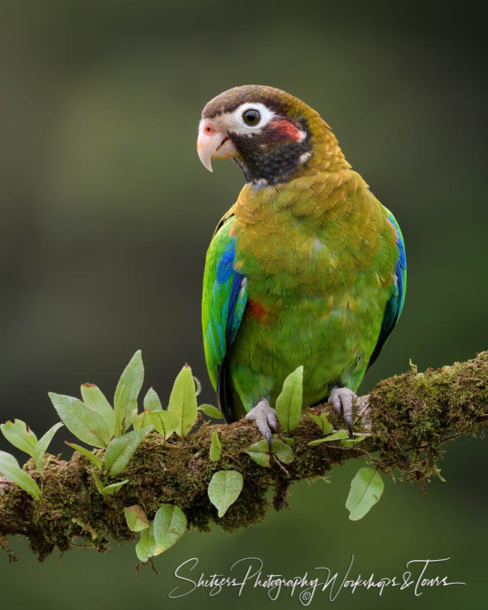Costa Rica Brown Hooded Parrot