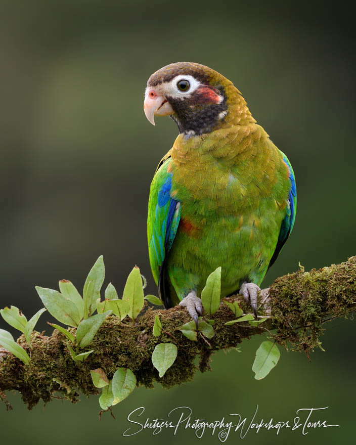 Costa Rica Brown Hooded Parrot 20190406 153745