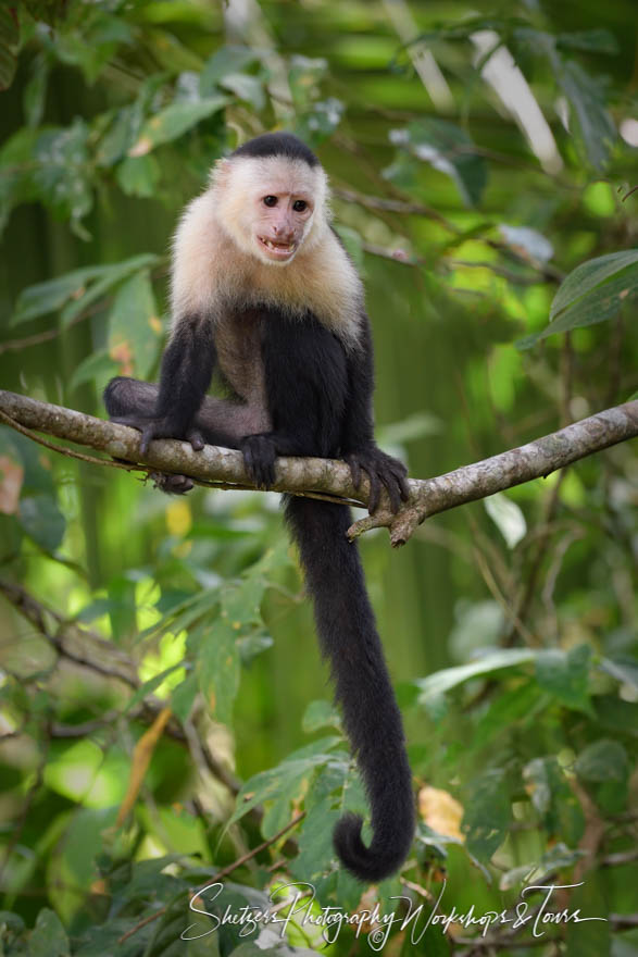 Costa Rica Capuchin Monkey