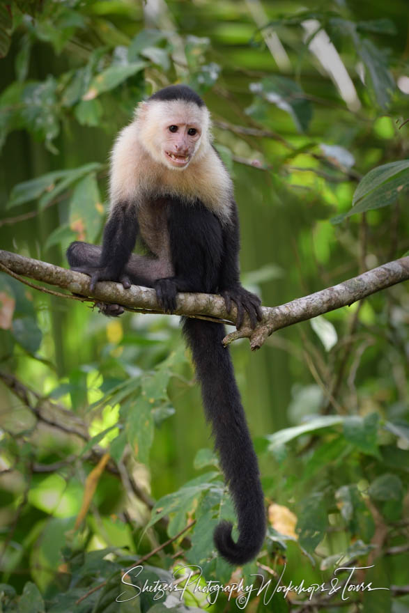 Costa Rica Capuchin Monkey 20190408 082941