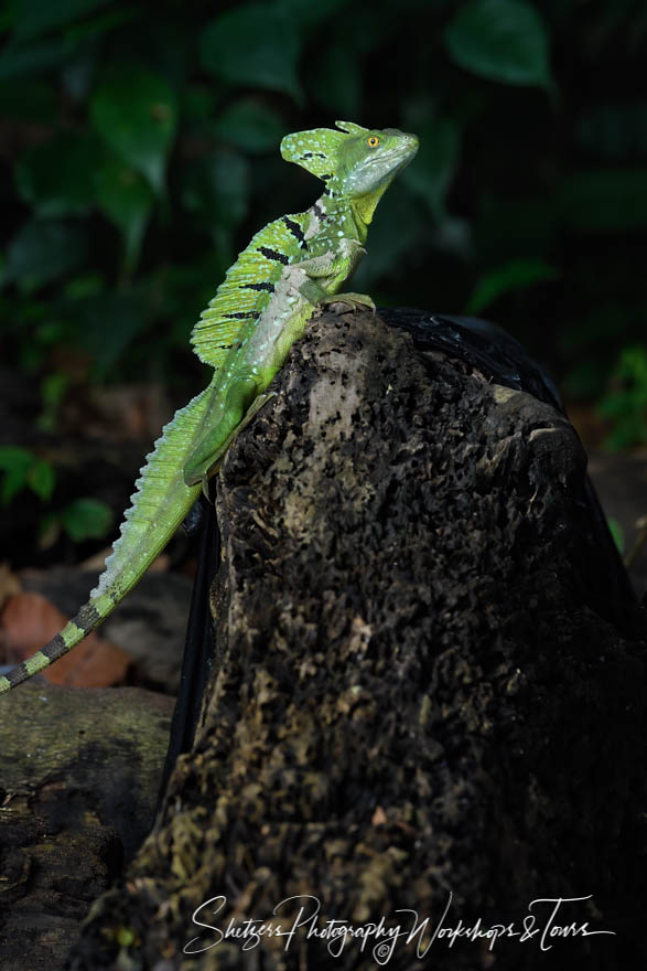 Costa Rica Green Basilisk Lizard
