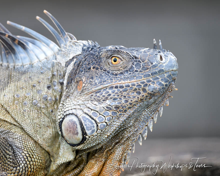 Costa Rica Green Iguana 20190409 151756