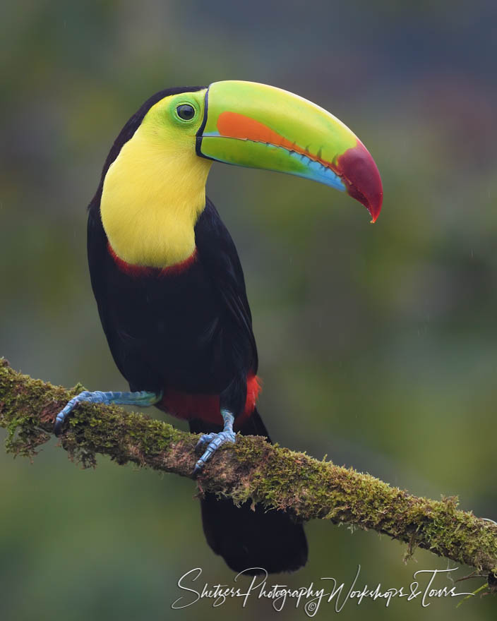 Costa Rica Keel Billed Toucan