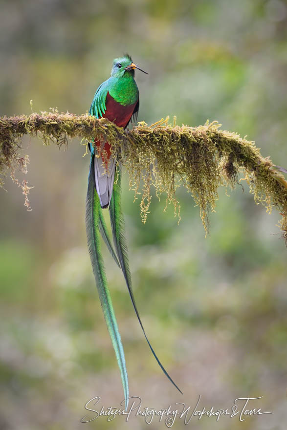 Costa Rica Resplendent Quetzal Picture