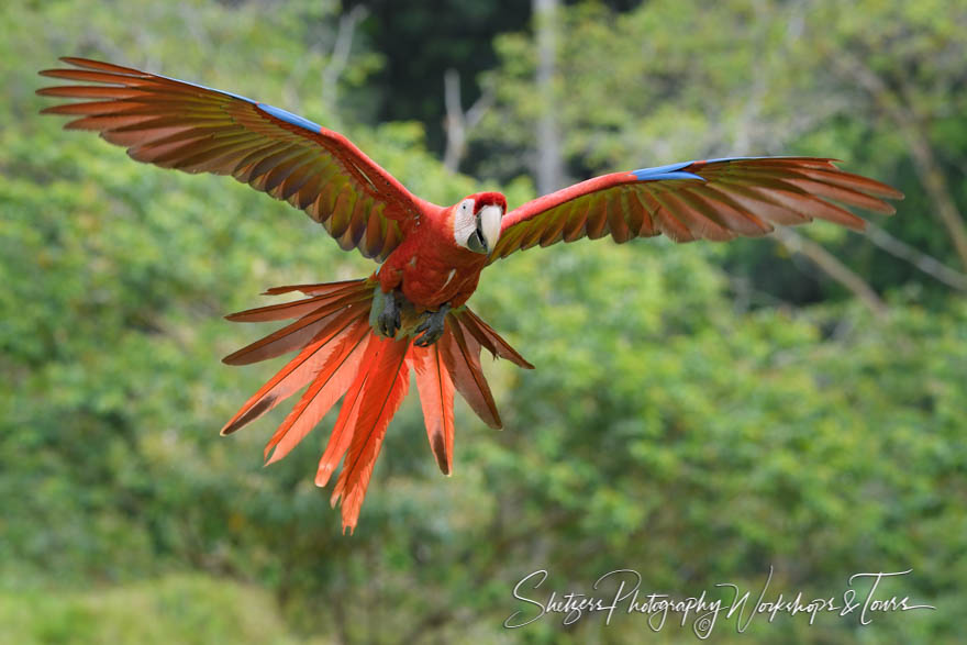 Costa Rica Scarlet Macaw photograph 20190407 081802