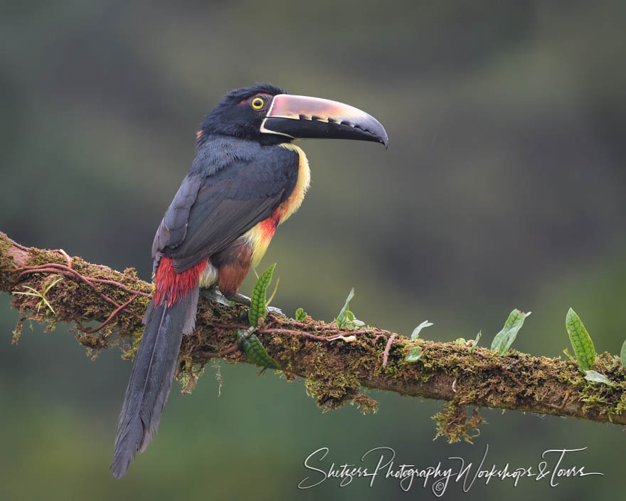 Costa Rican Toucan Collared Aracari 20190406 050625