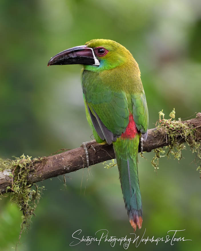 Crimson Rumped Toucanet 20190522 115538