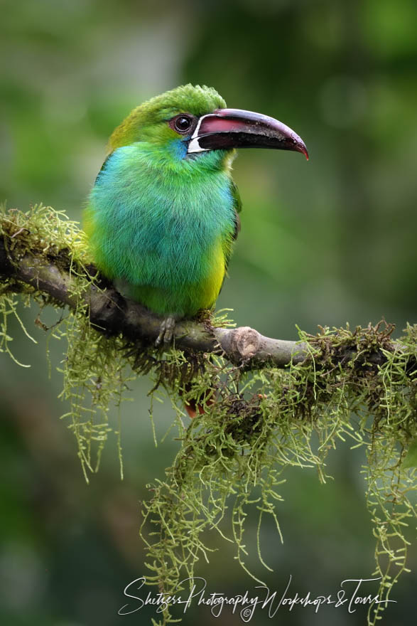 Crimson Rumped Toucanet in Tandayapa Cloud Forest 20190522 112904