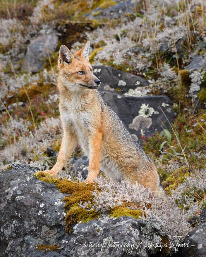 Culpeo Fox in Ecuadorean Andes