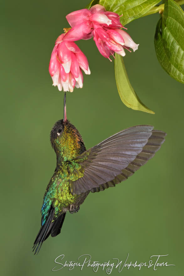 Cute Fiery Throated Hummingbird