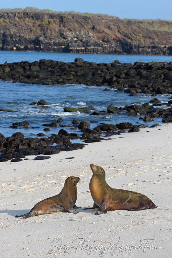 Cute Galapagos Sea Lions 20200224 064624