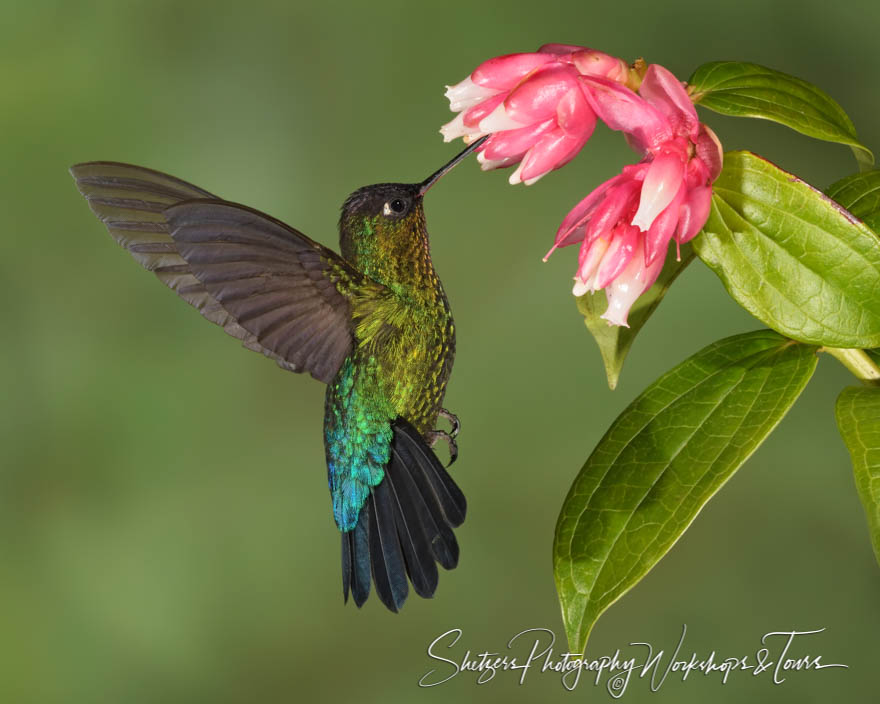 Drinking Fiery Throated Hummingbird Image 20190412 125025