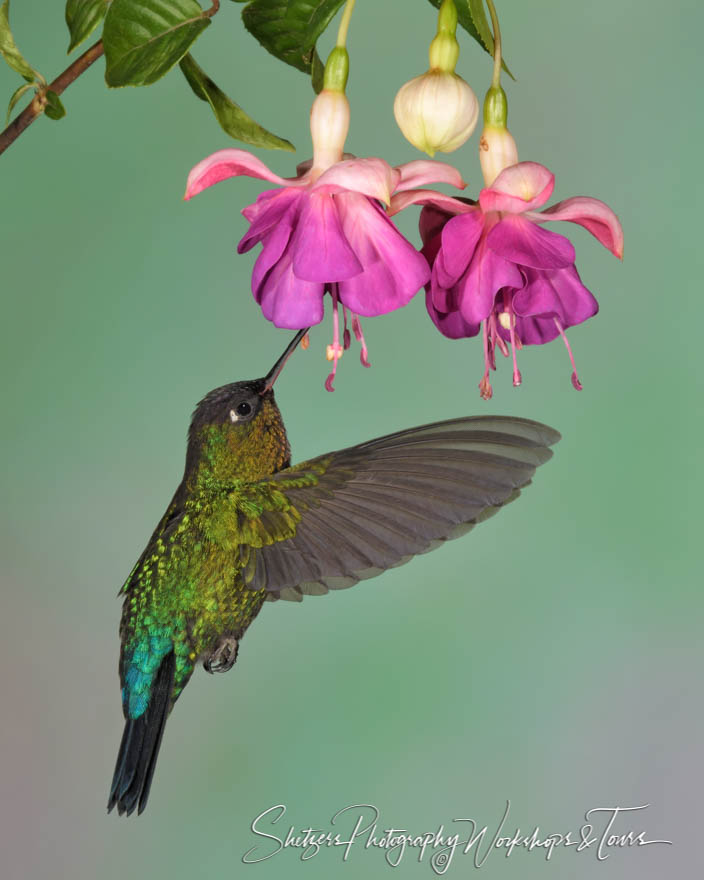 Drinking Fiery Throated Hummingbird Image 20190412 144713