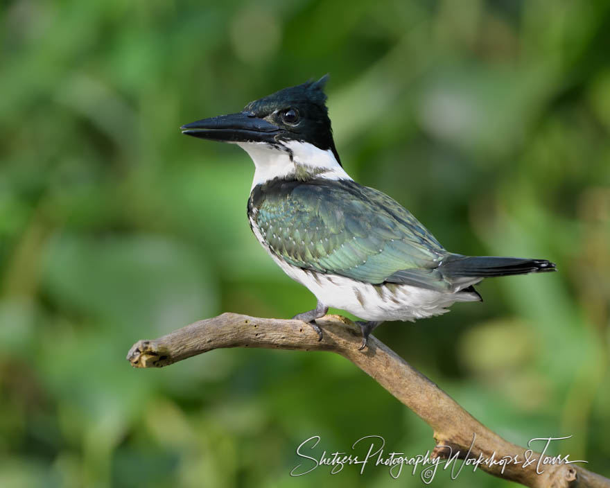 Female Amazon Kingfisher in Tortuguero National Park