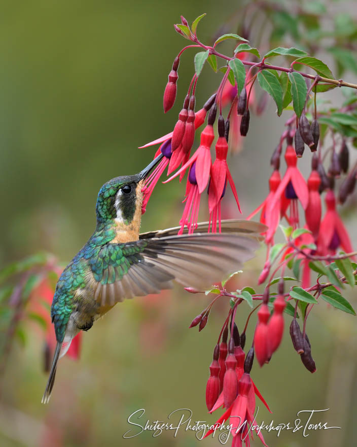 Female Purple Throated Mountain Gem Drinking Nectar 20180416 133224