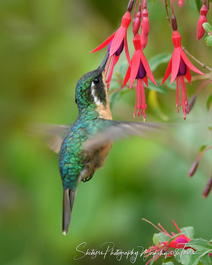 Female Purple Throated Mountain Gem Hummingbird Picture 20180416 102128