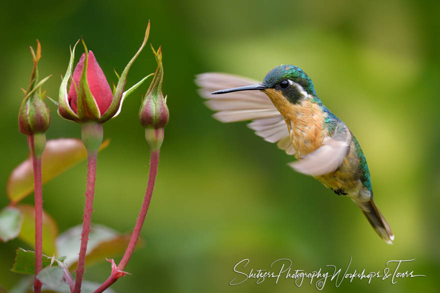 Female Purple Throated Mountain gem 20180416 094539