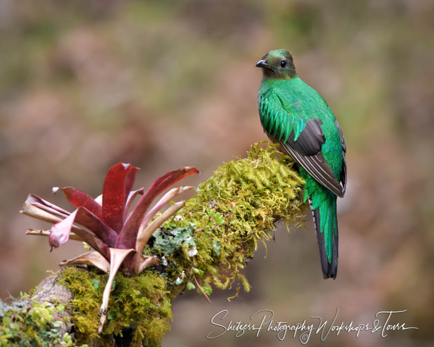 Female Resplendent Quetzal in Costa Rica