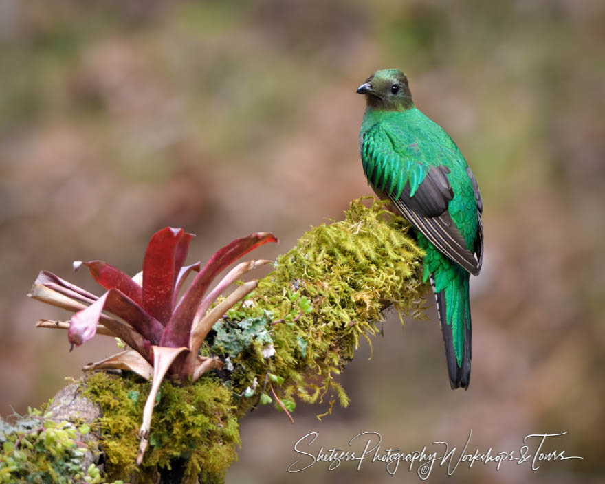 Female Resplendent Quetzal in Costa Rica 20190411 090106