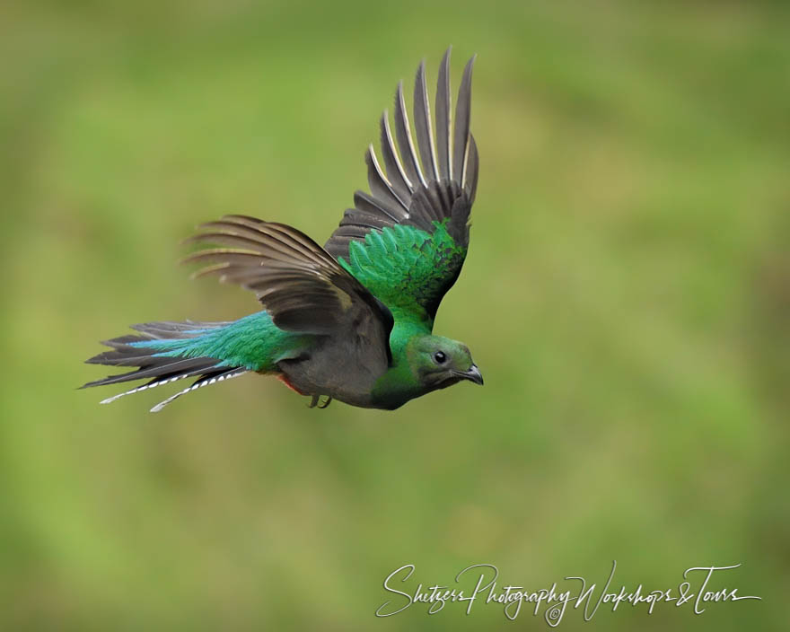 Female Resplendent Quetzal in Flight