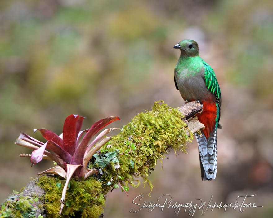 Female Resplendent Quetzal on Branch 20190411 085437