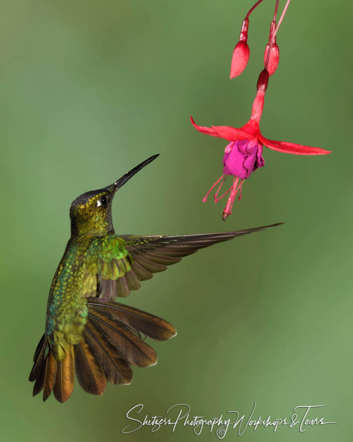 Female Talamanca Hummingbird With Flower