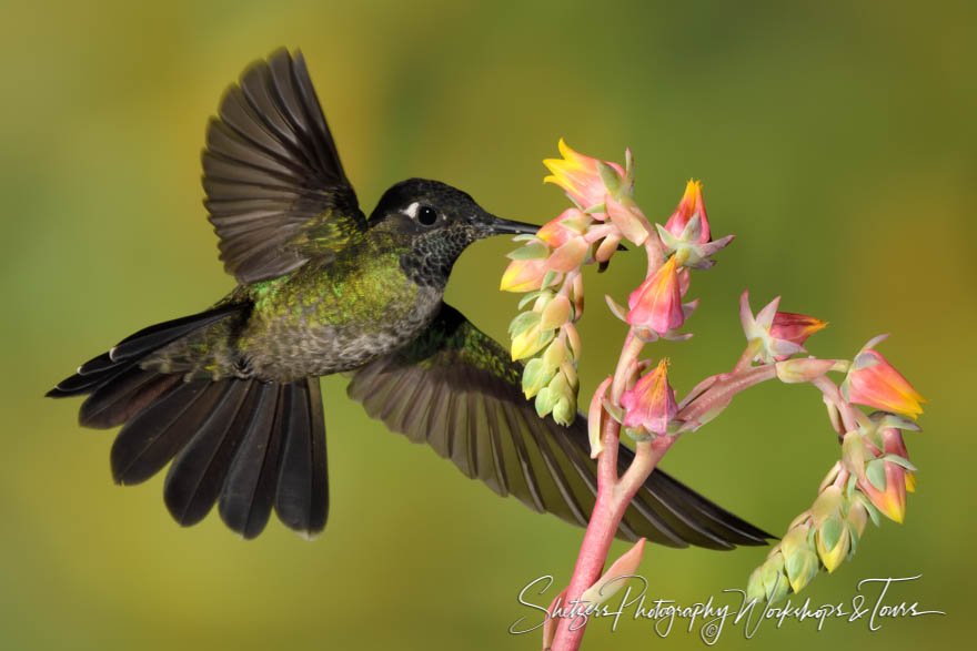 Female Talamanca Hummingbird With Wings Spread 20190412 121346