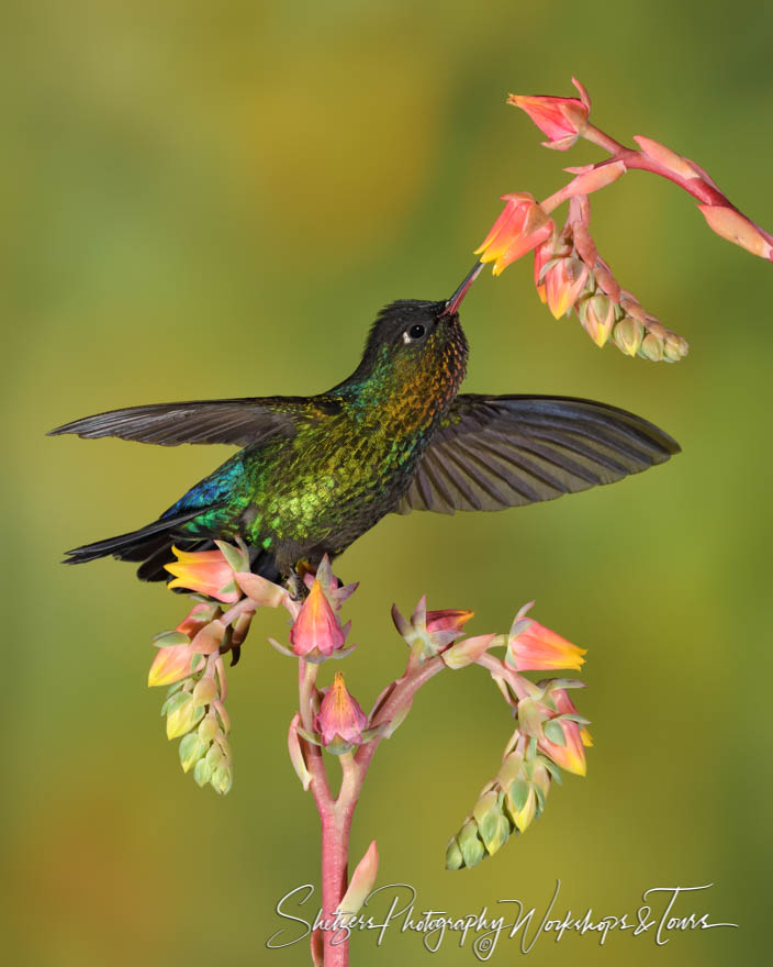 Fiery Throated Hummingbird Feeding Photograph 20190412 120716