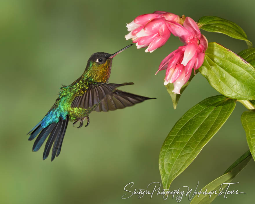 Fiery Throated Hummingbird Photo 20190412 125049