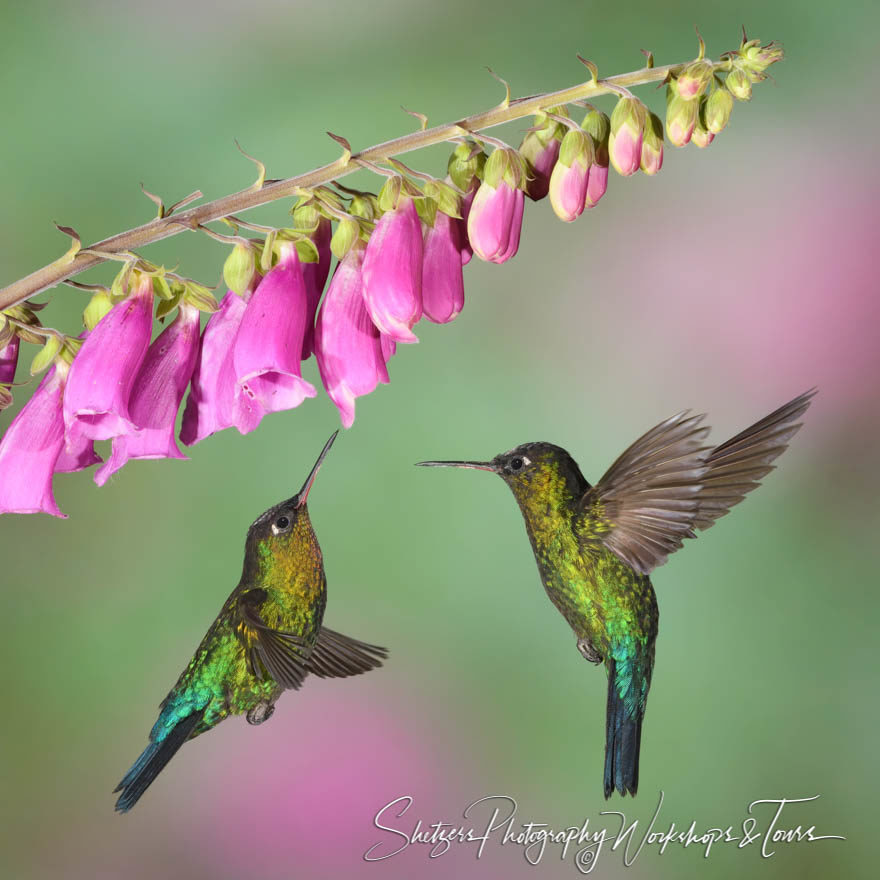 Fiery Throated Hummingbird Picture