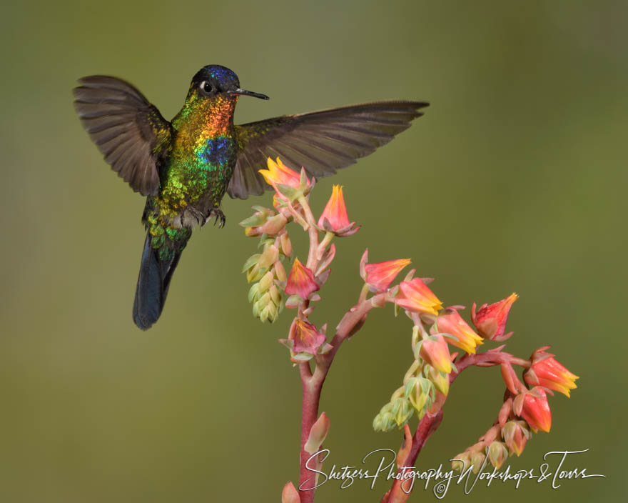 Fiery Throated Hummingbird Pollinator Photo 20190412 152245