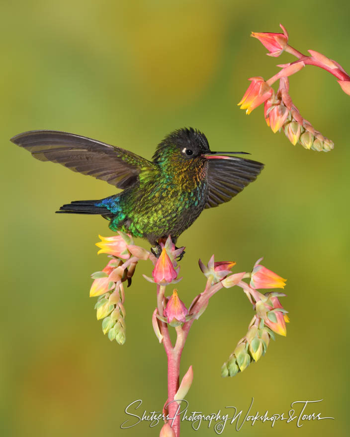 Fiery Throated Hummingbird Wings Spread 20190412 120717