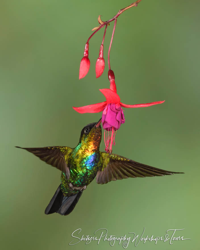 Fiery Throated Hummingbird Wingspan