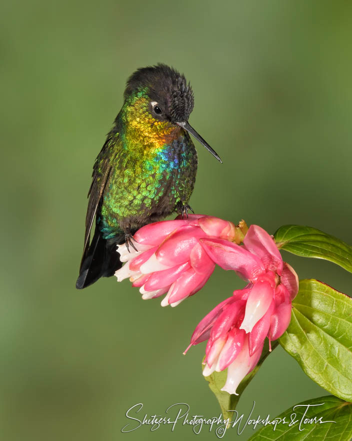 Fiery Throated Hummingbird and Flower 20190412 125412