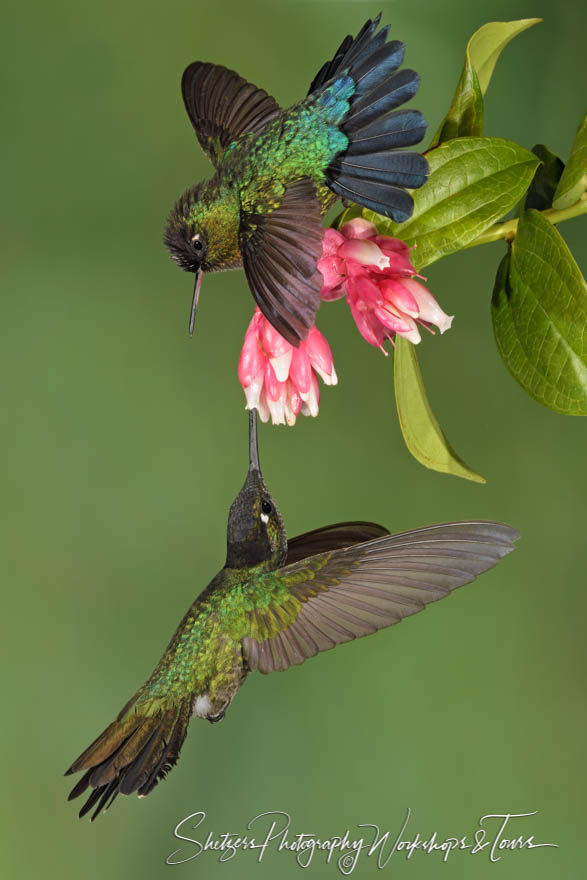 Fiery Throated Hummingbird and Talamanca Hummingbird