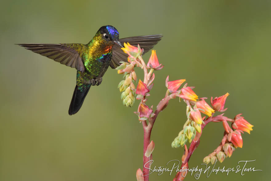 Flower With Fiery Throated Hummingbird 20190412 152217