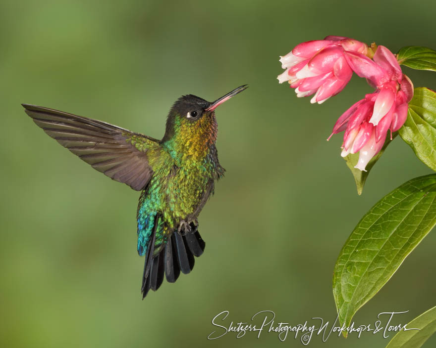 Flying Fiery Throated Hummingbird 20190412 125301