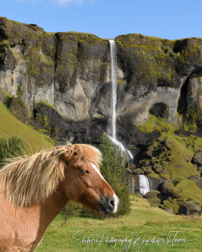 Foss A Sidu With Icelandic Horse