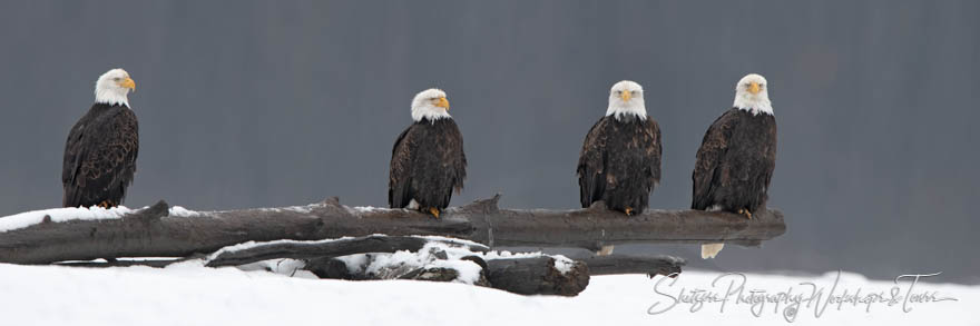 Four Bald Eagles