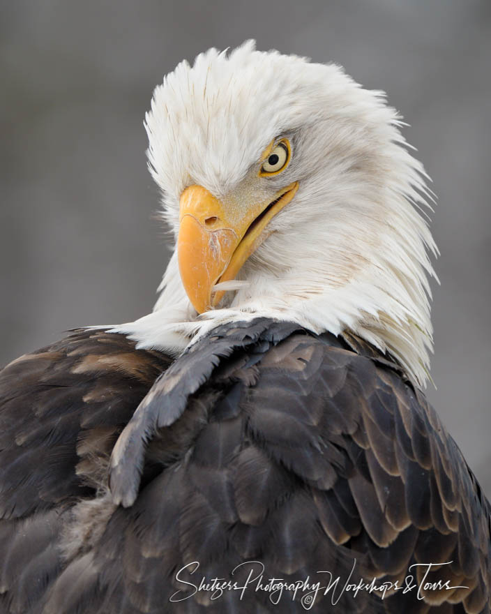 Funny Bald Eagle Photo