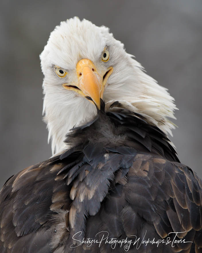 Funny Bald Eagle Preening Photo 20181109 105428