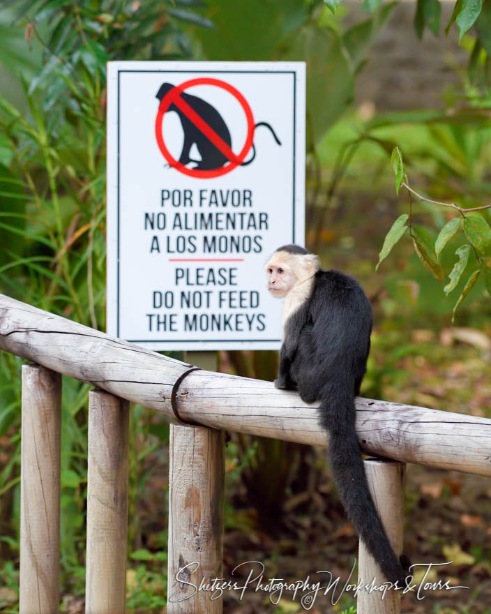 Funny Capuchin Monkey Picture