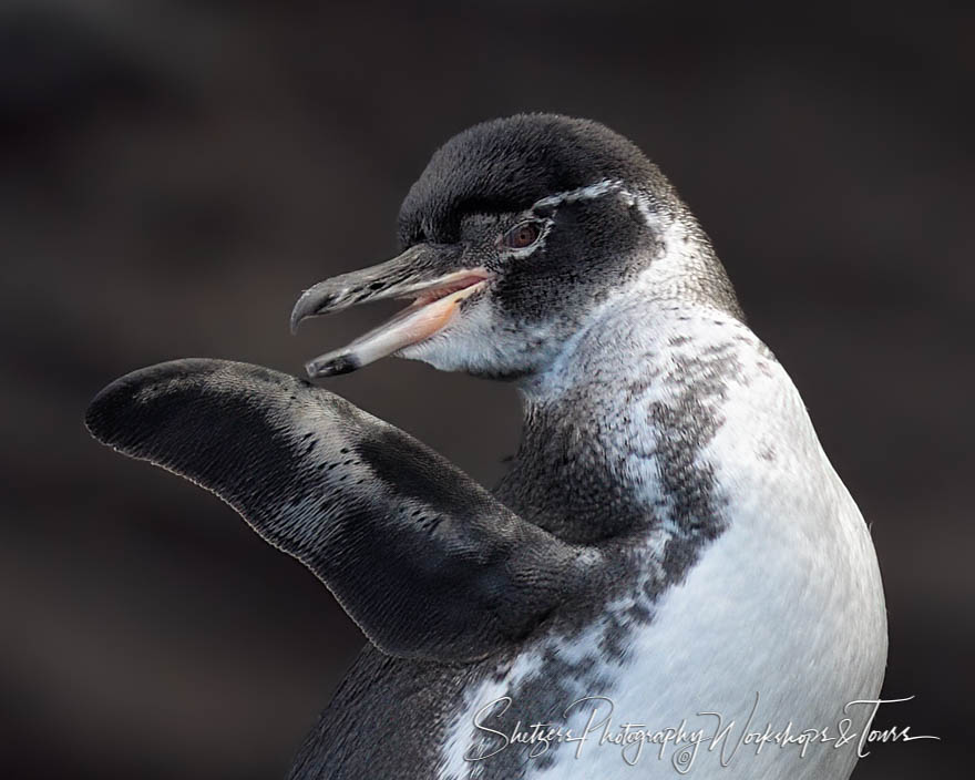 Funny Galapagos Penguin