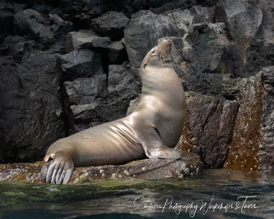 Galapagos Fur Seal Raising Head