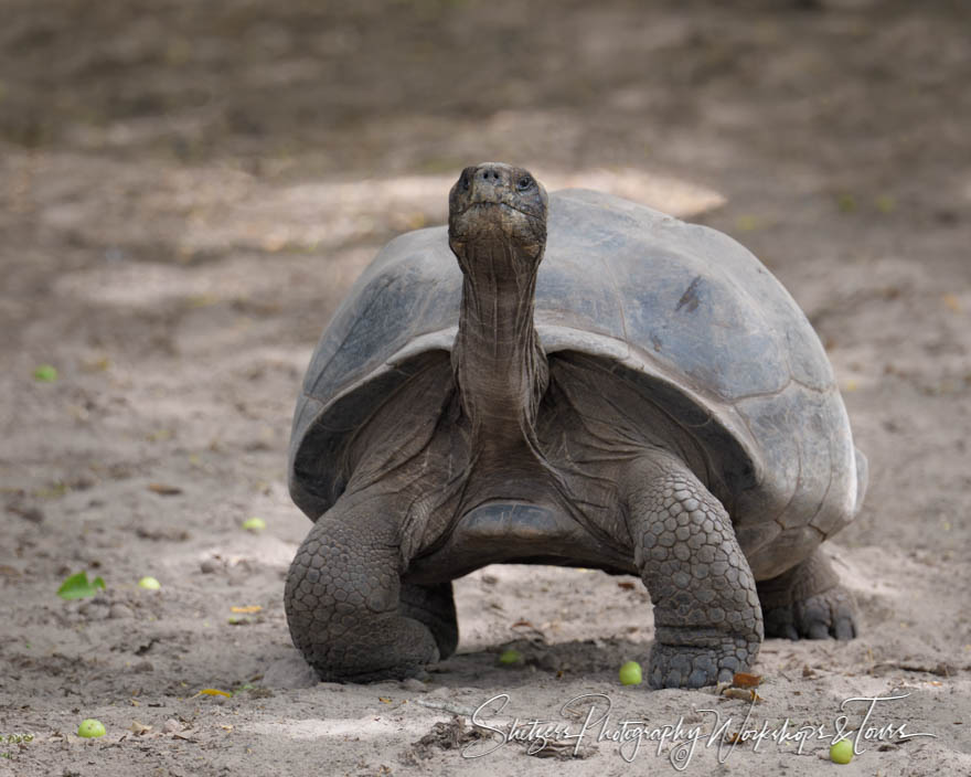 Galapagos Giant Tortoise 20200228 132526